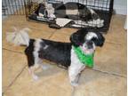 Adopt Oscar a Shih Tzu