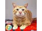 Adopt Aggie a Domestic Short Hair