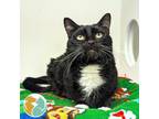 Adopt Jasper a Domestic Short Hair