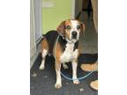 Adopt Derek a Beagle, Mixed Breed