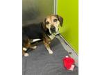 Adopt O`Malley a Beagle, Mixed Breed