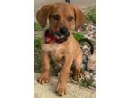 Adopt Gunner a Beagle