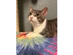 Adopt Casper a Tabby