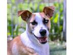 Adopt Major a Terrier, Australian Cattle Dog / Blue Heeler