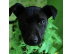 Adopt Midnight a American Staffordshire Terrier, Mixed Breed