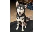 Adopt Blue a Siberian Husky