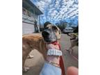 Adopt Roger a Anatolian Shepherd