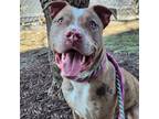 Adopt Chocolate Strawberry a Catahoula Leopard Dog