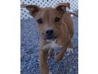 Adopt Braddock a Boxer, Mixed Breed