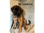 Adopt Monroe a Mixed Breed, Pit Bull Terrier