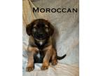 Adopt Moroccan a Mixed Breed, Pit Bull Terrier
