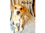 Adopt Nick a Mixed Breed, Pit Bull Terrier