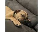 Adopt Willie a American Staffordshire Terrier, American Bully