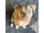 Adopt George a Pit Bull Terrier