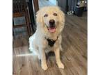 Adopt Ori a Great Pyrenees