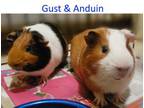 Adopt Anduin & Gust a Guinea Pig