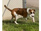 Adopt gizmo** a Boxer, Bull Terrier