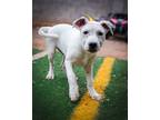 Adopt Dale a Cattle Dog, Labrador Retriever