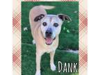 Adopt Dank a Labrador Retriever, Mixed Breed