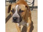 Adopt Chance 2 a Labrador Retriever, Mixed Breed