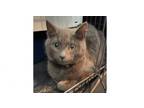 Adopt Fabian a Russian Blue, Domestic Short Hair