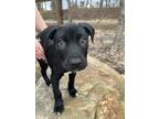 Adopt Earl a Pointer, Pit Bull Terrier