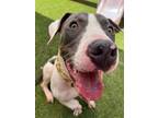 Adopt Creed a Pit Bull Terrier, Basset Hound