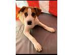 Adopt Emerson a Boxer, Hound