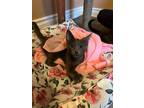 Adopt Prosecco & Champagne-- bonded brother and sis a Russian Blue