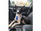 Adopt Manchas a Border Collie