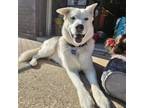 Adopt Antonio a Husky, Mixed Breed