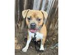 Adopt Firby a Boxer, Pit Bull Terrier