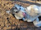 Adopt Mordecai a Alaskan Malamute