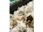 Adopt Robo Dwarf Hamters a Dwarf Hamster