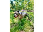 Adopt Chico a American Staffordshire Terrier