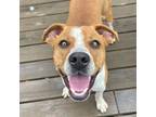 Adopt Willie a Mixed Breed