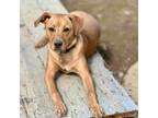 Adopt Finn a Labrador Retriever