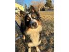 Adopt 0553 Hennessy a Australian Shepherd