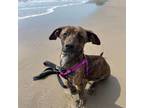 Adopt Yoda- Don't miss out!! a Dachshund