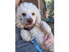 Adopt Clyde a Poodle