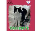 Adopt Caliente a Domestic Long Hair