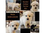 Adopt Sherman a Border Collie, Terrier