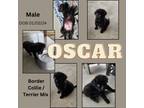 Adopt Oscar a Border Collie, Terrier