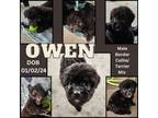 Adopt Owen a Border Collie, Terrier
