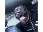 Adopt Chief a Rottweiler, Bullmastiff