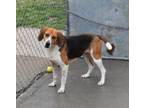 Adopt Teman a American Foxhound