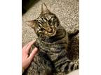 Adopt Nugget a Tabby