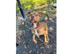 Adopt Howler a Pit Bull Terrier