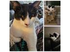 Adopt Mickey a Domestic Short Hair