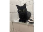 Adopt Tippy a American Shorthair